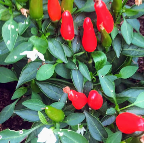 Comentarii opinii despre Oak River Farm