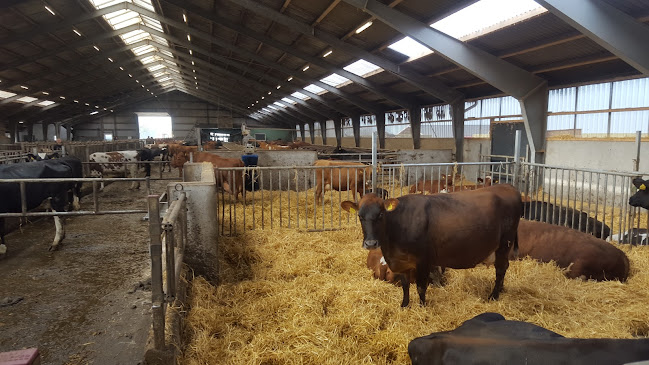 Ny Lundgård Ismejeri - Tjele