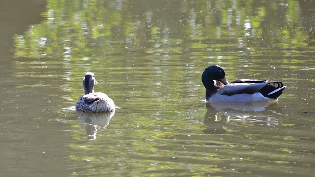 Café Victoria Douglashuset - Gastronomi og hotelvirksomhed