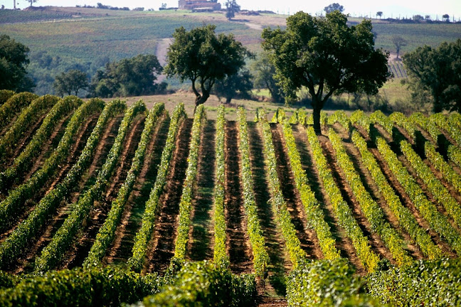 Comentarii opinii despre Barbera Vinimport