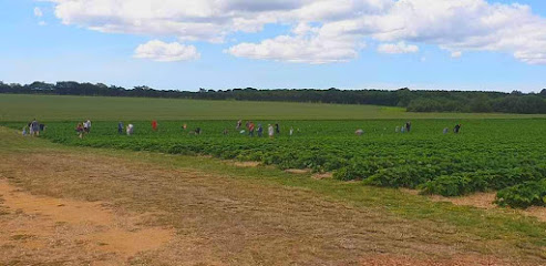 Varde Pluk Selv Jordbær