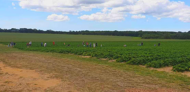 Varde Pluk Selv Jordbær