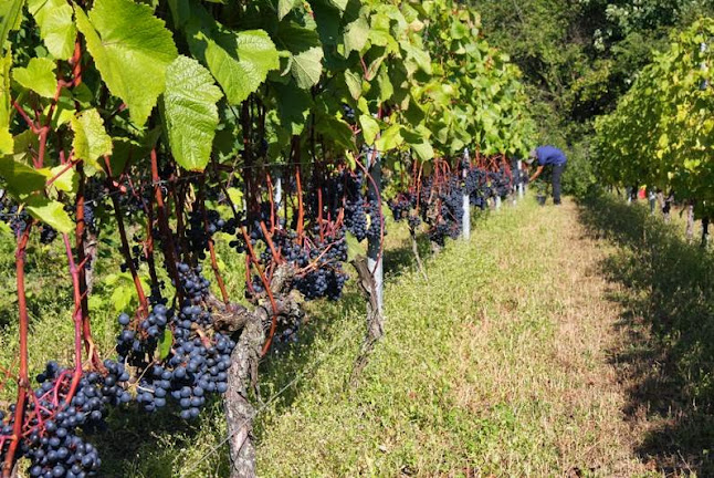 Comentarii opinii despre Skærsøgaard