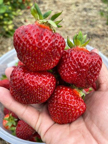 Løkkensvej 435, 9800 Hjørring