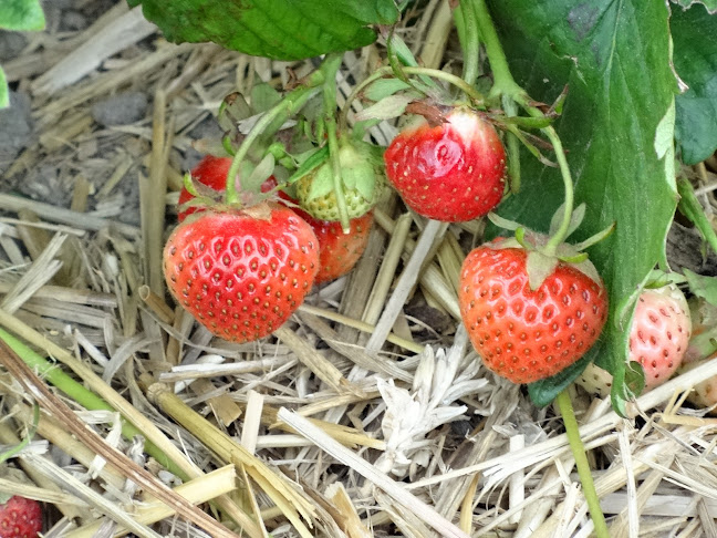 Opinii despre Stensgård Jordbær Selvpluk în Hjørring - Gastronomi og hotelvirksomhed