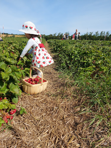 Stensgård Jordbær Selvpluk - Hjørring