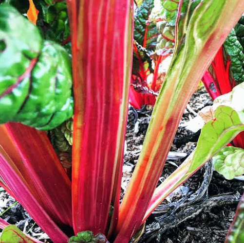 Oak River Farm - Gastronomi og hotelvirksomhed