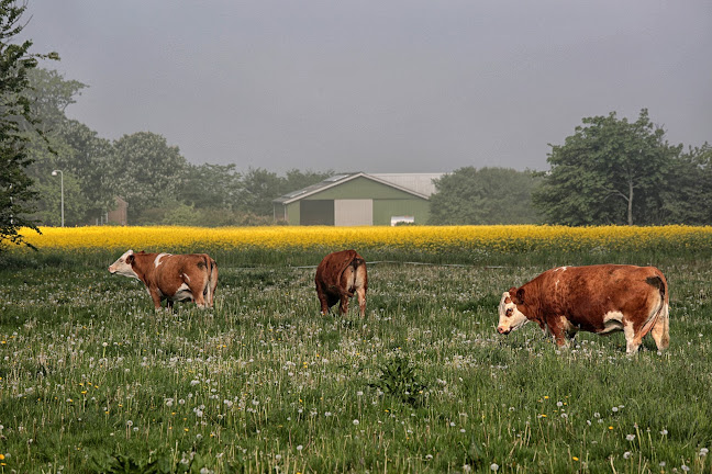 Restaurant Æ Kalgo - Gastronomi og hotelvirksomhed