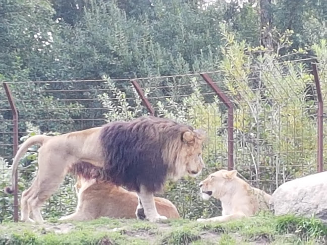 Safari Lounge - Coffee To Go - Odense